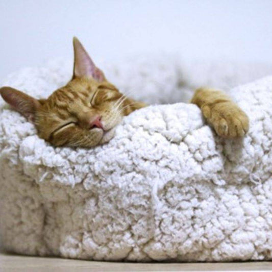 Sweet Sleep with Salt - Oryx Desert Salt - Featured
